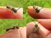 Andrena sp.